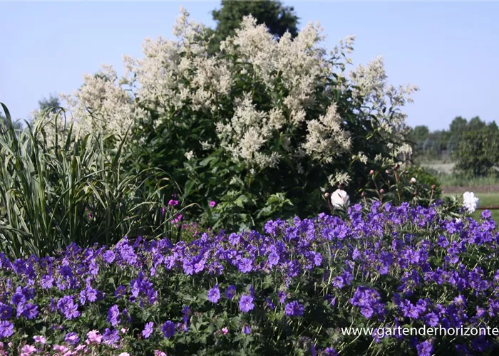 Prächtiger Storchschnabel Prächtiger Storchschnabel