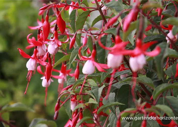 Patagonische Fuchsie 'Madame Cornelissen'