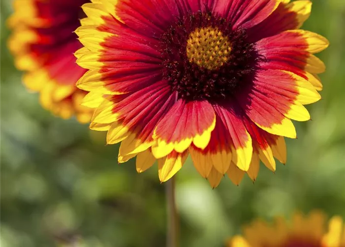 Großblumige Garten-Kokardenblume 'Kobold'