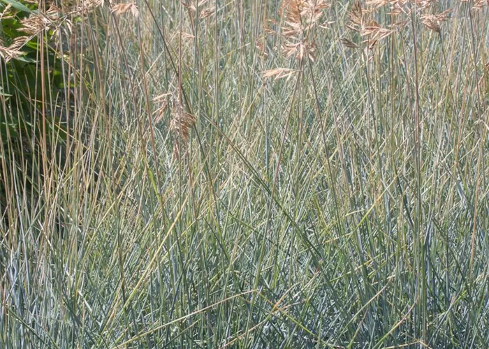 Blau-Schwingel Blau-Schwingel