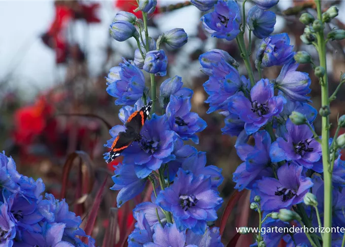 Rittersporn 'Starlight' Rittersporn 'Starlight'