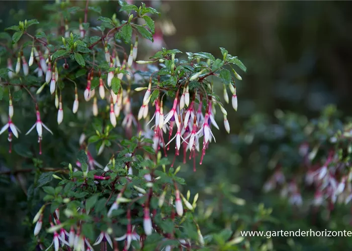 Garten-Fuchsie Garten-Fuchsie