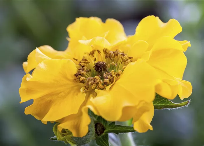 Chilenische Nelkenwurz Chilenische Nelkenwurz