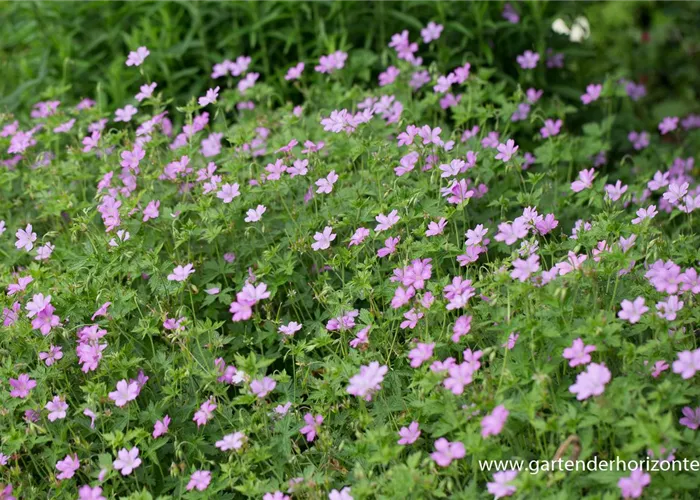 Oxford-Storchschnabel