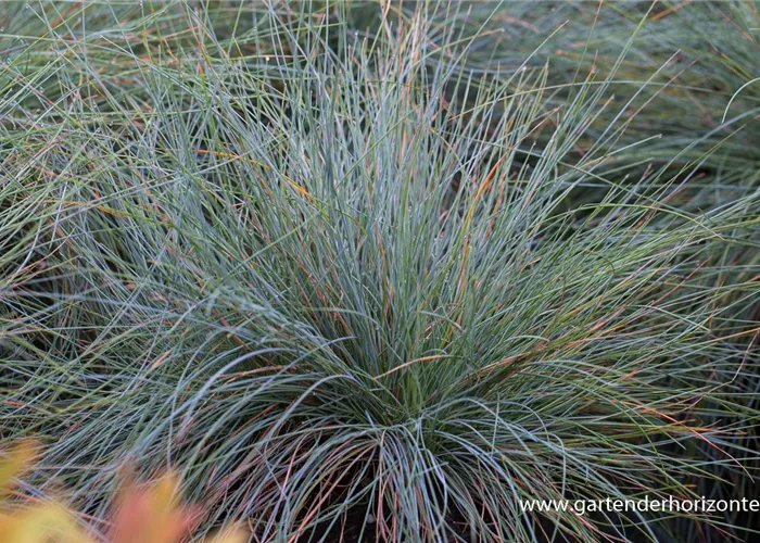 Blau-Schwingel Blau-Schwingel