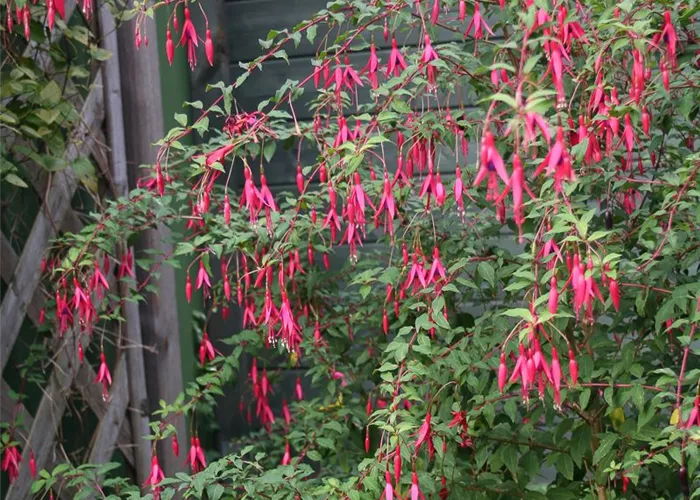 Garten-Fuchsie Garten-Fuchsie