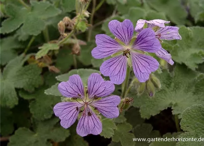 Garten-Storchschnabel 'Philippe Vapelle' Garten-Storchschnabel 'Philippe Vapelle'