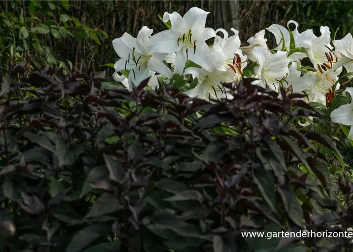 Braunblättriger Garten-Wasserdost 'Chocolate'