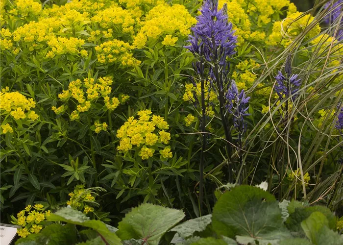 Sumpf-Wolfsmilch 'Walenburg´s Glorie' Sumpf-Wolfsmilch 'Walenburg´s Glorie'