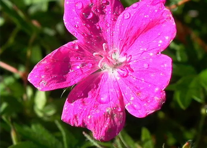 Garten-Blut-Storchschnabel 'Elsbeth' Garten-Blut-Storchschnabel 'Elsbeth'