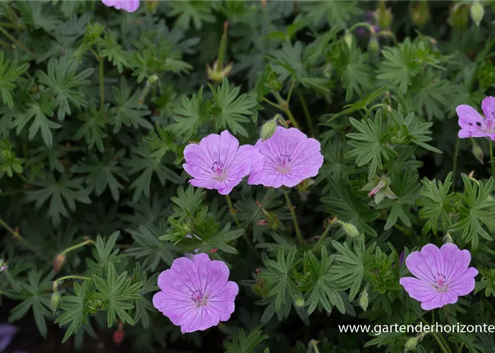 Blutroter Storchschnabel 'Glenluce'