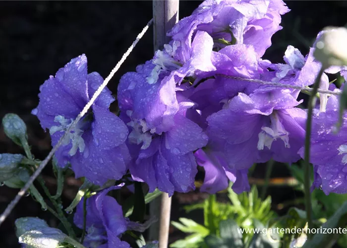 Hoher Garten-Rittersporn 'Delphi´s Misty' Hoher Garten-Rittersporn 'Delphi´s Misty'