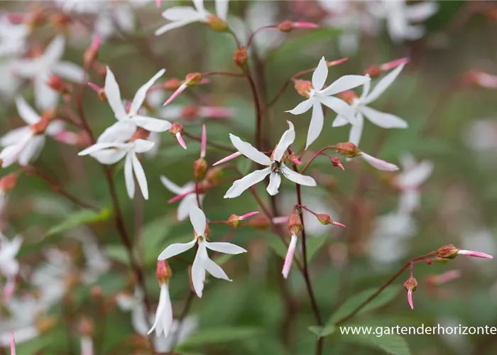 Dreiblattspiere Dreiblattspiere