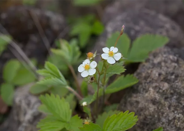 Wald-Erdbeere Wald-Erdbeere