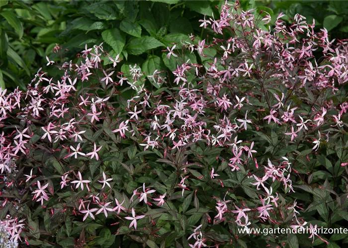 Dreiblattspiere Dreiblattspiere