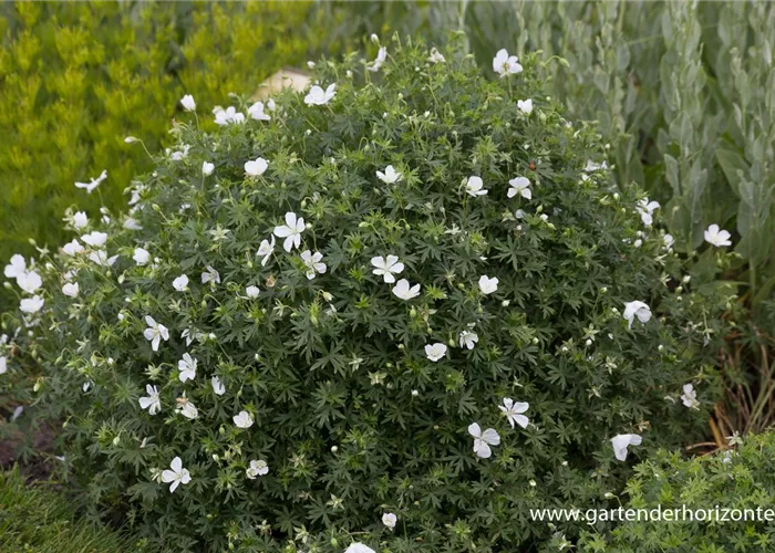 Garten-Schnee-Storchschnabel 'Album' Garten-Schnee-Storchschnabel 'Album'