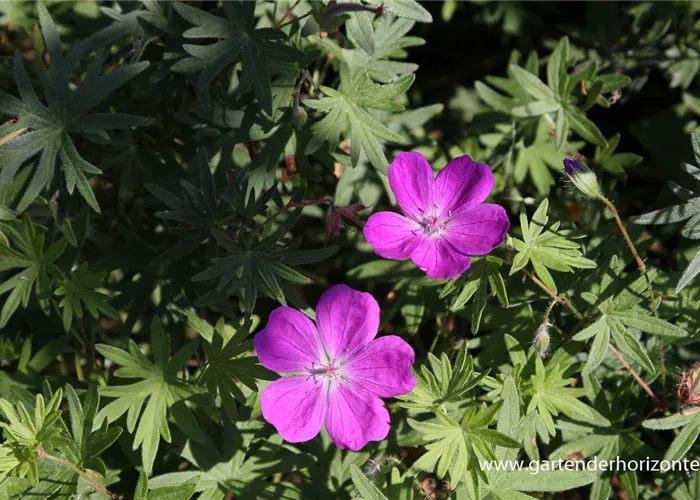 Garten-Blut-Storchschnabel Garten-Blut-Storchschnabel