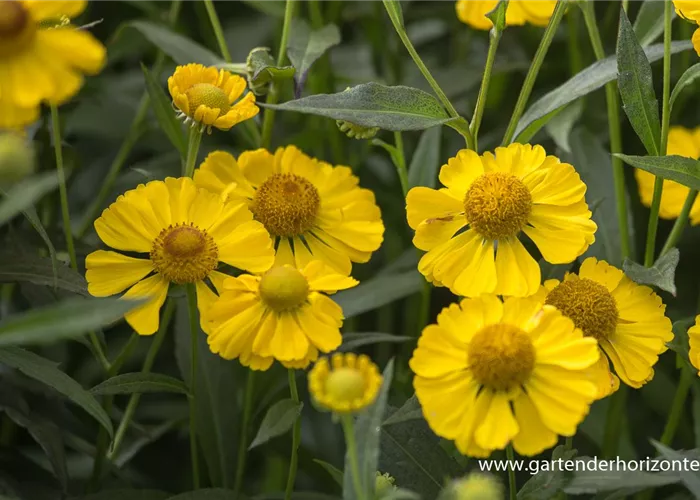 Herbst-Sonnenbraut Herbst-Sonnenbraut