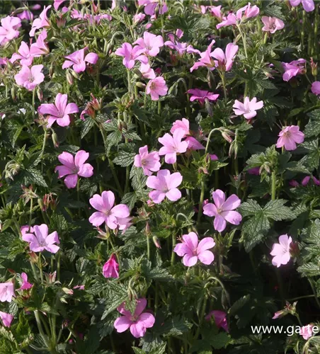 Oxford-Garten-Storchschnabel 'Rose Clair' Oxford-Garten-Storchschnabel 'Rose Clair'