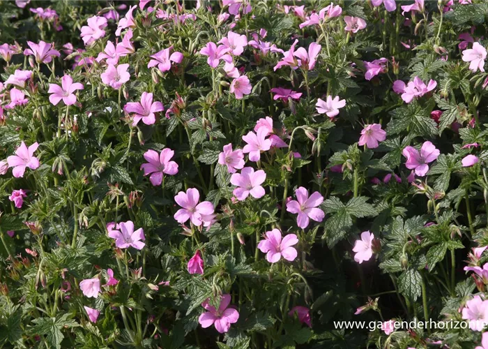 Oxford-Garten-Storchschnabel 'Rose Clair' Oxford-Garten-Storchschnabel 'Rose Clair'