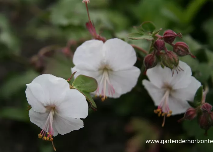 Cambridge-Bastard-Storchschnabel 'St. Ola' Cambridge-Bastard-Storchschnabel 'St. Ola'