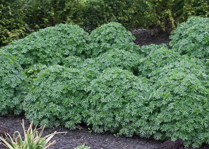 Garten-Blut-Storchschnabel 'Ron Leed' Garten-Blut-Storchschnabel 'Ron Leed'