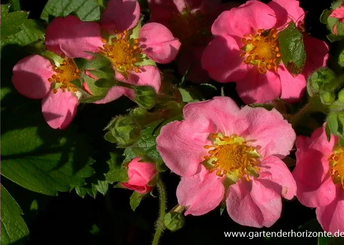 Garten-Zier-Erdbeere 'Pink Panda'® Garten-Zier-Erdbeere 'Pink Panda'®