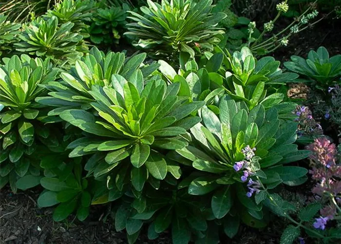 Mandelblättrige Wolfsmilch Mandelblättrige Wolfsmilch