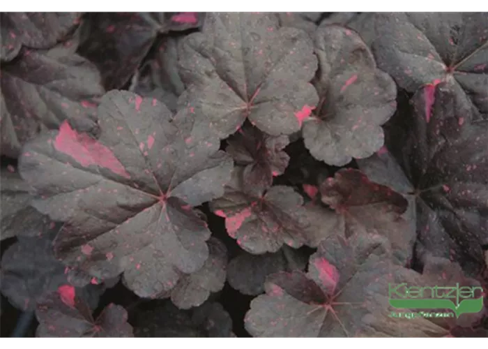 Garten-Silberglöckchen Garten-Silberglöckchen