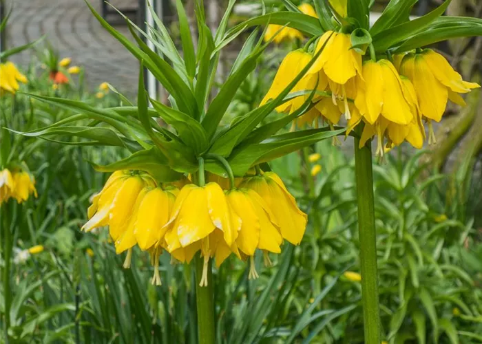 Kaiserkrone Kaiserkrone