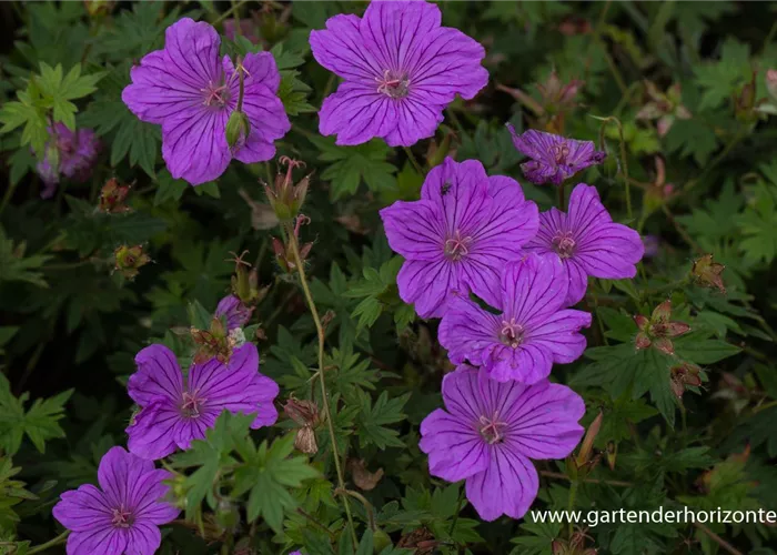 Wallichis Storchschnabel Wallichis Storchschnabel