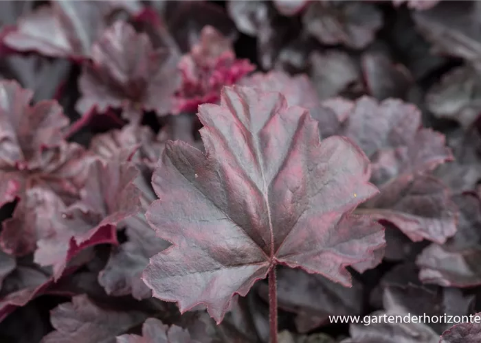 Garten-Silberglöckchen 'Obsidian' Garten-Silberglöckchen 'Obsidian'