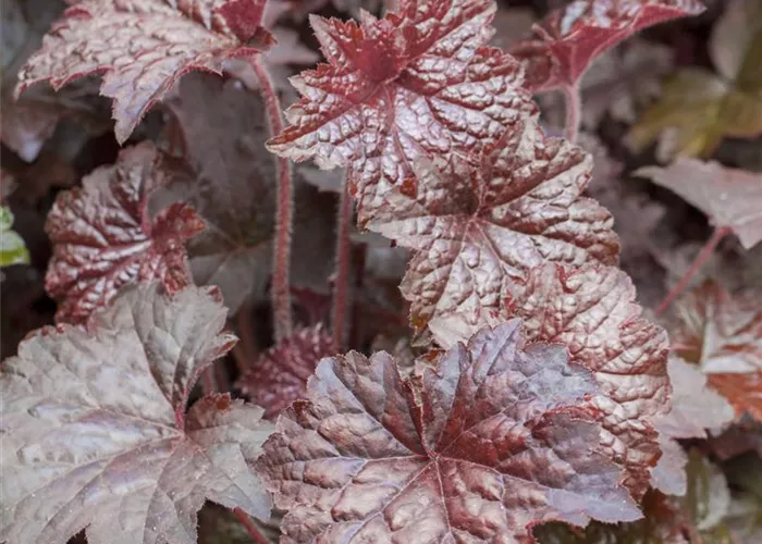 Kleinblütiges Silberglöckchen Kleinblütiges Silberglöckchen