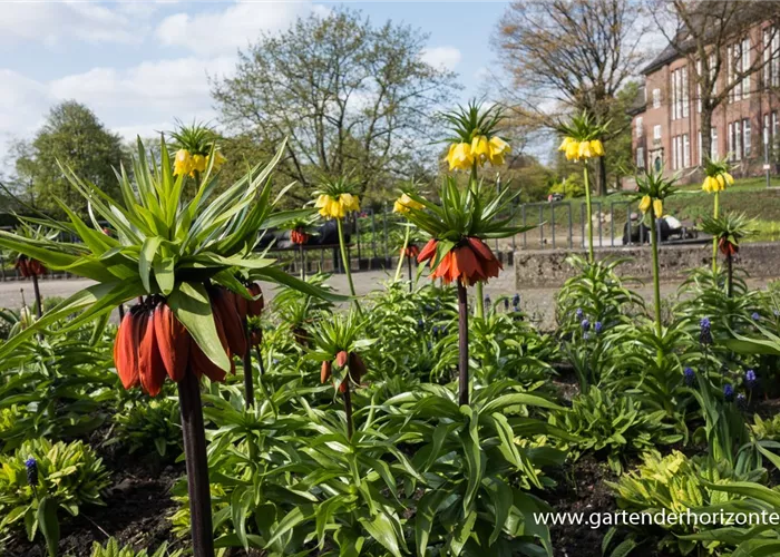 Garten-Kaiserkrone 'Rubra Maxima'