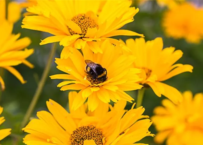 Sonnenauge Sonnenauge