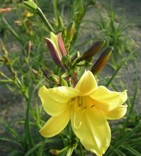 Garten-Taglilie 'Lemon Bells'