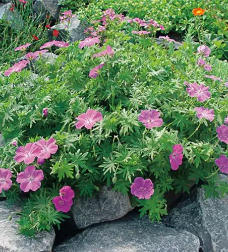 Blutroter Storchschnabel 'Vision Violet' Blutroter Storchschnabel 'Vision Violet'