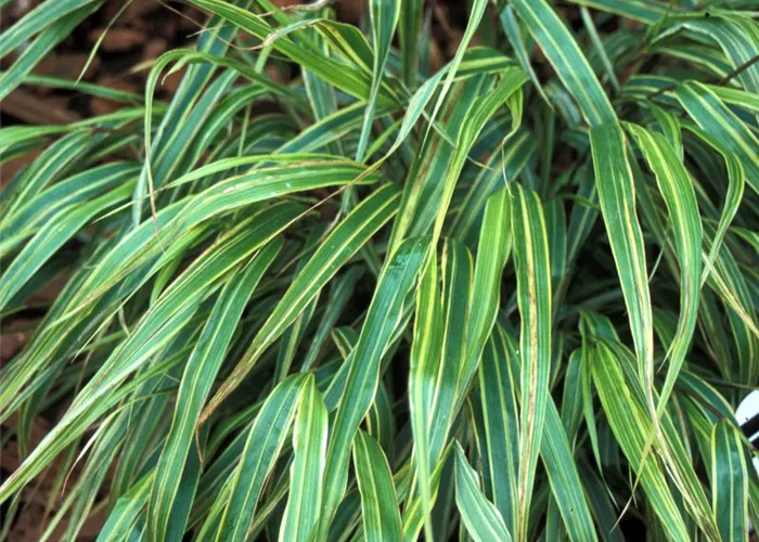 Garten-Ziergras 'Albostriata'