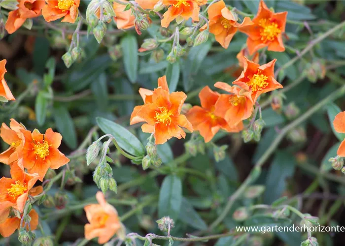 Garten-Sonnenröschen 'Bronzeteppich' Garten-Sonnenröschen 'Bronzeteppich'