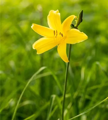 Kleine Taglilie Kleine Taglilie