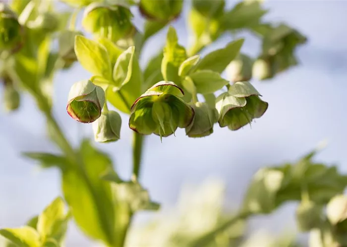 Palmblatt-Nieswurz Palmblatt-Nieswurz