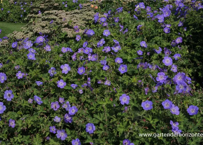 Storchschnabel 'Rozanne'® Storchschnabel 'Rozanne'®