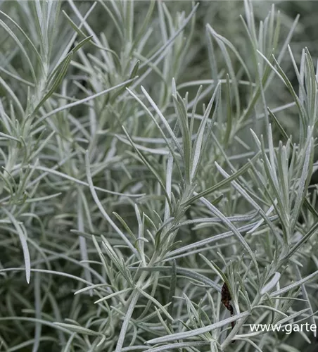 Garten-Currykraut 'Tall' Garten-Currykraut 'Tall'