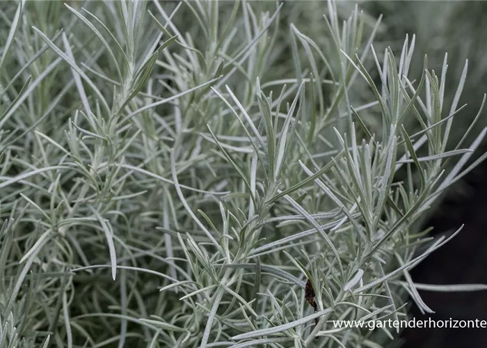 Garten-Currykraut 'Tall' Garten-Currykraut 'Tall'