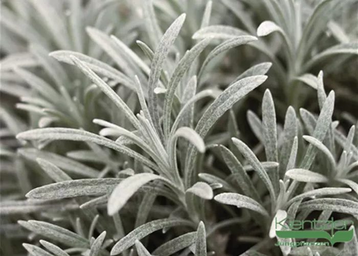 Turkestan-Strohblume Turkestan-Strohblume