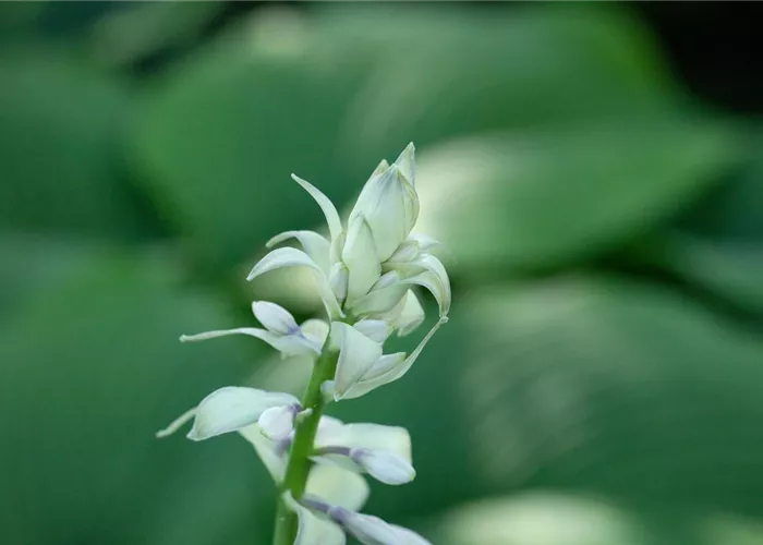 Duftende Lilien-Funkie Duftende Lilien-Funkie