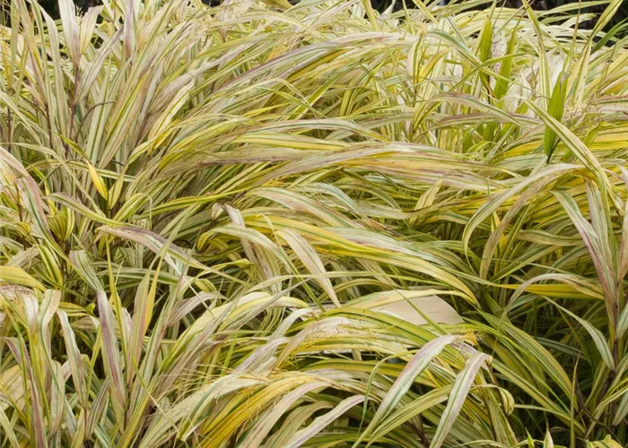 Garten-Ziergras 'Aureola'
