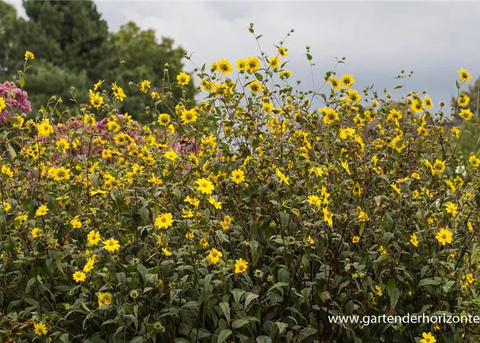 Kleinblumige Stauden-Sonnenblume Kleinblumige Stauden-Sonnenblume