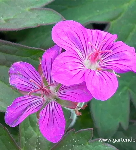 Wlassovs Storchschnabel