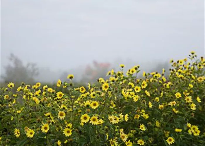 Kleinblumige Garten-Sonnenblume 'Lemon Queen' Kleinblumige Garten-Sonnenblume 'Lemon Queen'